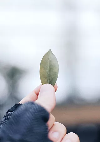 leaf